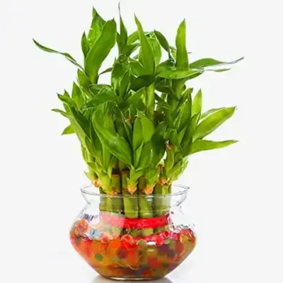14. Abana Homes Lucky Bamboo Plant - Indoor Plant for Living Room - 2 Layer in Glass Pot - 21 Auspicious Stalks Feng Shui