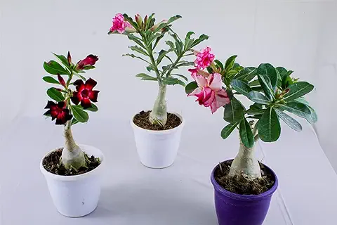 3. Ariya Flower Live Plant Rosy Adenium/Desert Rose Grafted Indoor Bonsai