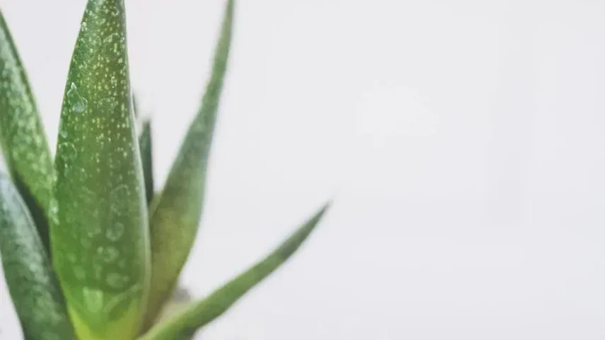 15 Best Aloe Vera Gels for Face & Skin [April, 2024]