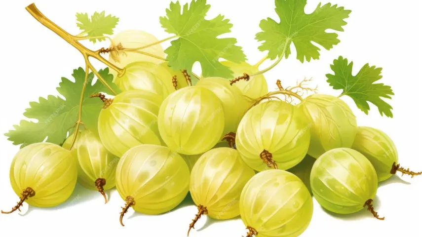 10 Best Amla Juices in India [May, 2024]