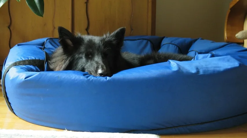 15 Best Dog Beds in U.S. [May, 2024]