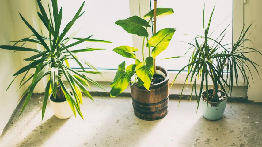 15 Best Indoor Plants for Home in India [April, 2024]