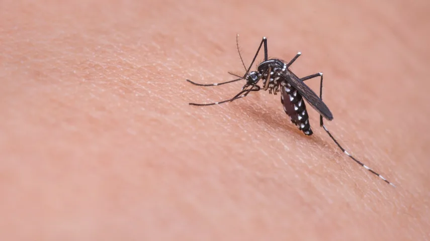 15 Best Mosquito Killers in India [May, 2024]