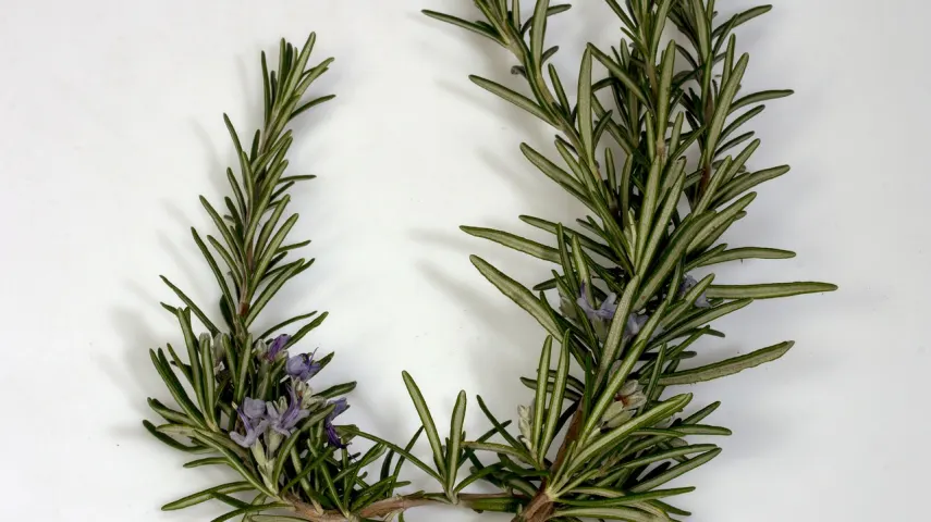 15 Best Rosemary Oils for Hair Growth in India [January, 2024]