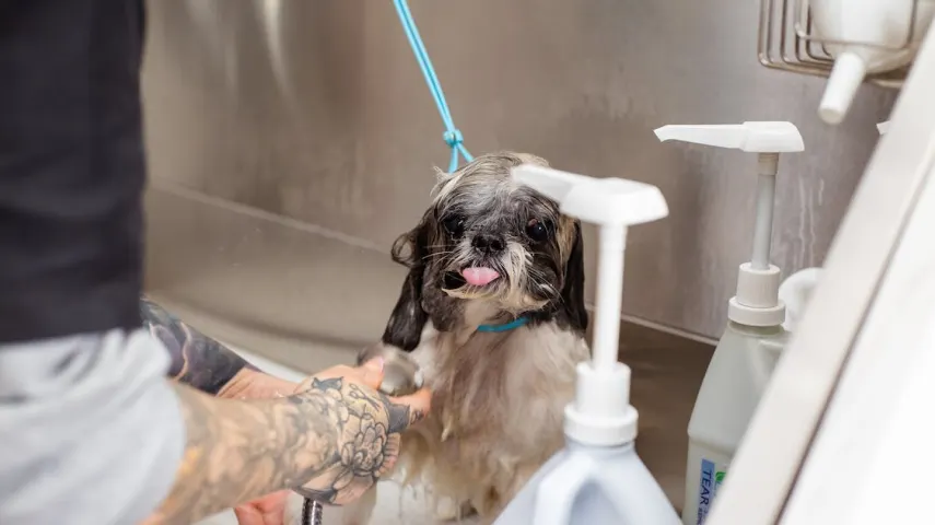 15 Best Smelling Dog Shampoos in U.S. [May, 2024]