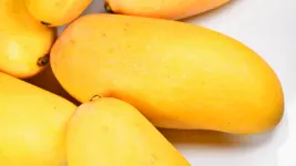 best types of mangoes in india