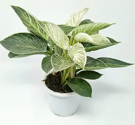 7. Garden Art Philodendron Birkin-White Wave Healthy Matured Rare Live Plant Indoor For Home