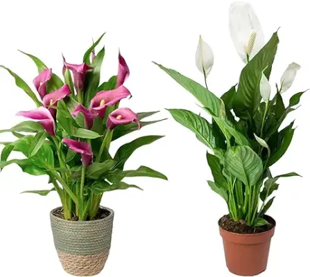1. OIHOLO Peace Lily Or Spathiphyllum Plant Indoor Outdoor Plant