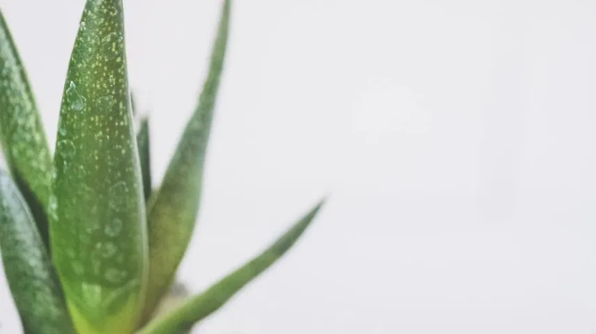 15 Best Aloe Vera Gel for Face [September,2023]