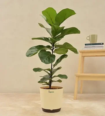 9. UGAOO Fiddle Leaf Fig Bambino Natural Live Indoor Plant - Large