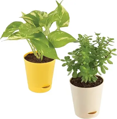 13. Ugaoo Good Luck Indoor Plants For Home With Pot - Jade Plant & Money Plant Variegated