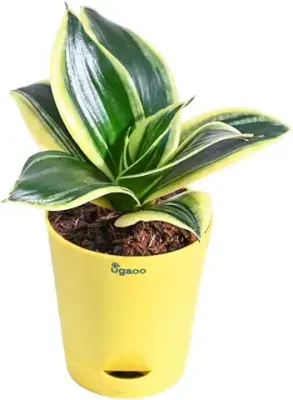 4. Ugaoo Sansevieria Golden Hahnii Snake Plant With Self Watering Pot